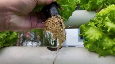 Hidroponik sistemdeki Yeşil Marul Kökleri Durumu Kontrol Ediliyor