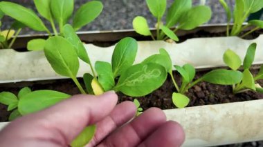 Böceklerin Etkilendiği Bok Choy Yaprakları Durumu Kontrol Ediliyor