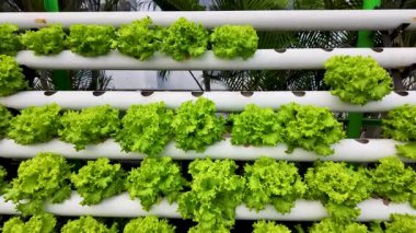 Kıtır Hidrofonik Marul Yaprakları Yakınlaştır