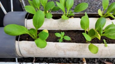 PVC Pipes 'da Yeşil Bok Choy Bitkileri Büyütüyor