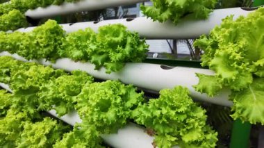 Yeşil Marul Sıraları Hidrofonik Sistemde Hasat Etmeye Hazır