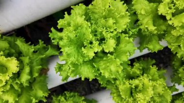 Hidrofonik bahçede taze marulun dönüşümlü görüntüsü.