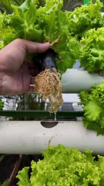 Güneşli bir günde, hidrofonik sistemde marul köklerinin durumunu kontrol etmek