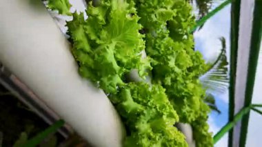 Hidrofonik bahçede dönen taze marul.