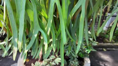 Staghorn Eğreltiotu Yaprakları Doğal Işıkta Saksıda Asılı