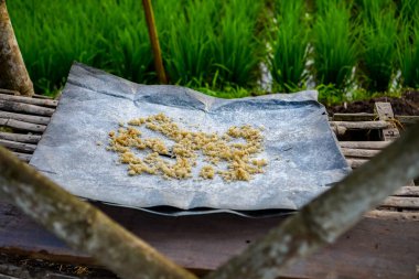 Pirinç, yemyeşil pirinç tarlasının ortasında bulunan bambu bir kulübede kurutuluyor.