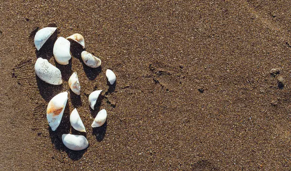 Sahilde yerleştirilmiş birkaç beyaz deniz kabuğunun üstünden görünüm