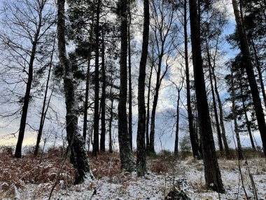 Ağaçlı güzel bir kış ormanı. Arka planda güneş ve ağaçlar.