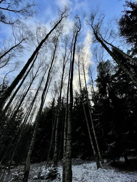 Gyönyörű Kilátás Nyílik Erdőre Fákra — Stock Fotó