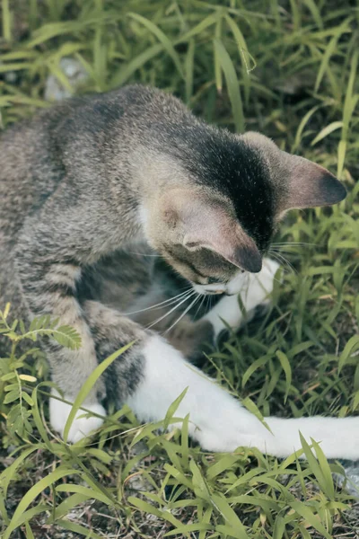 Bahçede yeşil çimlerin üzerinde oturan evcil bir kedi var. Etrafı yeşil çimlerle çevrili. Bu fotoğraf büyükannemin bahçesinin önünde çekilmiş.