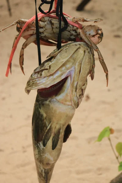 Crabes Poissons Attachés Sur Une Corde Avec Fond Sable Plage — Photo