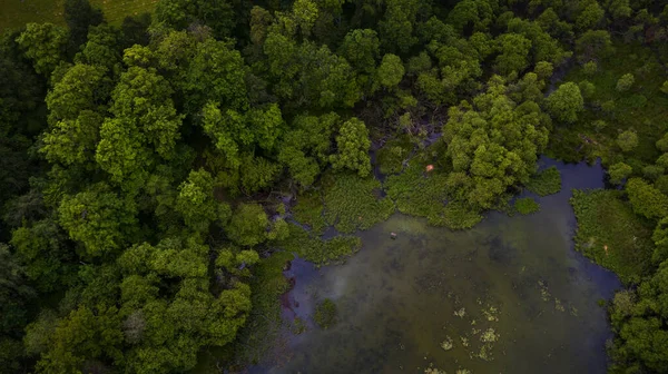 Swamp and trees on Scottish Highlands over drone with aerial views.
