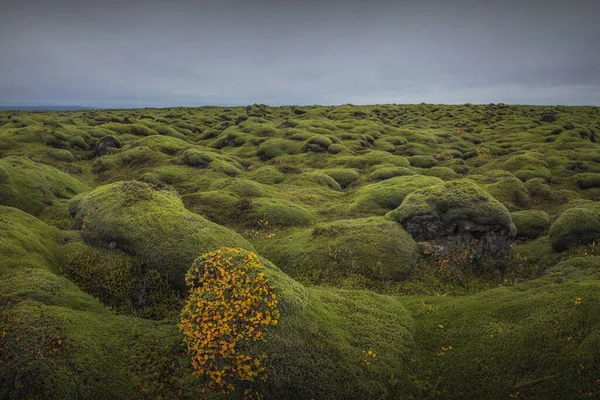 Izland Déli Partjai Mentén Található Eldhraun Legnagyobb Lávafolyam Világon 565 — Stock Fotó