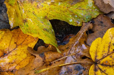 Kırmızı, altın ve turuncu sonbahar yaprakları arka plan.