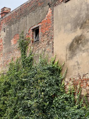Sarmaşık bitkisi olan eski duvar. eski köy binası