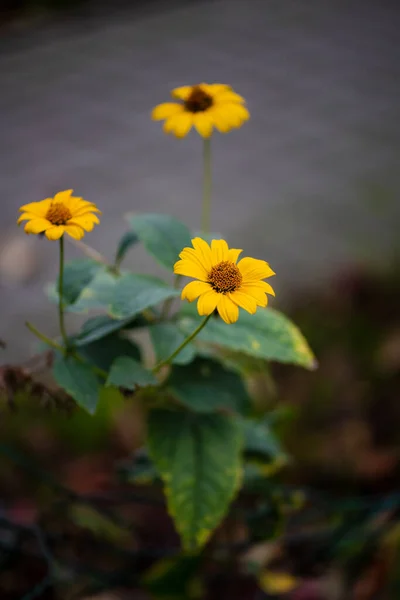 Heliopsis Pochwy Żółty Kwiat Słonecznik Letni — Zdjęcie stockowe