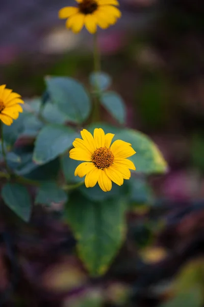 Heliopsis Scabra Yellow Flower Summer Sun Flower — Stock Photo, Image
