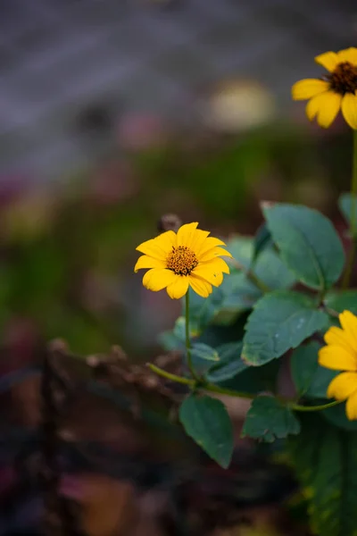 Heliopsis Pochwy Żółty Kwiat Słonecznik Letni — Zdjęcie stockowe