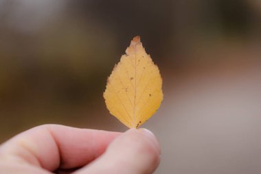 Bulanık arkaplanı olan güzel bir sonbahar küçük yaprağı 