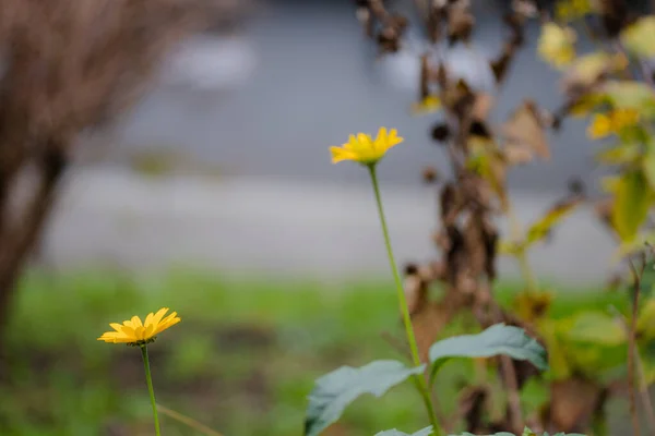 黄色の花ヘリアントス Occidentalis Blar Background — ストック写真