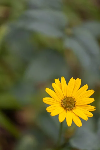 Жовта Квітка Геліантус Західний Розмитим Фоном — стокове фото