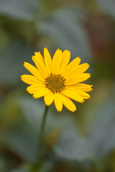 Sarı Çiçek Sarmaşığı Arka Planı Bulanık — Stok fotoğraf