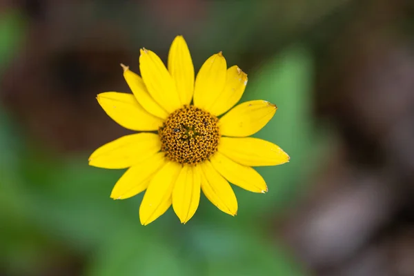 Żółty Kwiat Heliantus Occidentalis Rozmytym Tłem — Zdjęcie stockowe
