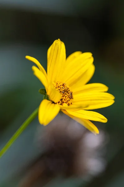 Gelbe Blume Heliantus Occidentalis Mit Unscharfem Hintergrund — Stockfoto