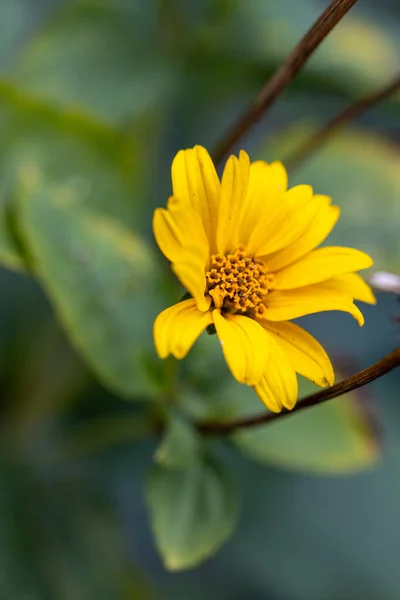 Gelbe Blume Heliantus Occidentalis Mit Unscharfem Hintergrund — Stockfoto