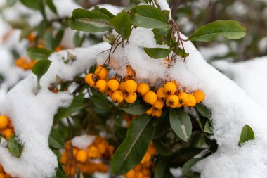 Altın ateş dikenli portakal (Pyracantha coccinea, Altın Büyüleyici) yaprakları karlı