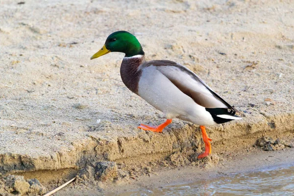 mallard duck on the shore of the lake or river