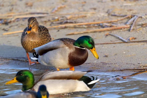 mallard duck on the shore of the lake or river