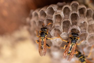 Avrupa eşekarısı (Vespula germanica) ahşap çatı katında yeni bir koloni kurmak için yuva inşa ediyor. seçici odaklı makro çekim