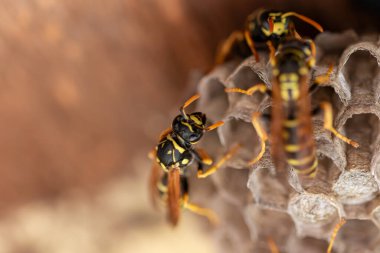 Avrupa eşekarısı (Vespula germanica) ahşap çatı katında yeni bir koloni kurmak için yuva inşa ediyor. seçici odaklı makro çekim
