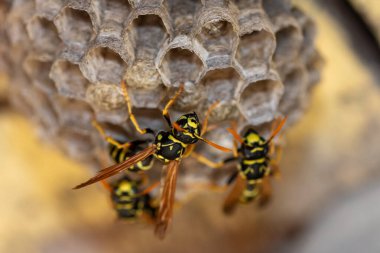 Avrupa eşekarısı (Vespula germanica) ahşap çatı katında yeni bir koloni kurmak için yuva inşa ediyor. seçici odaklı makro çekim