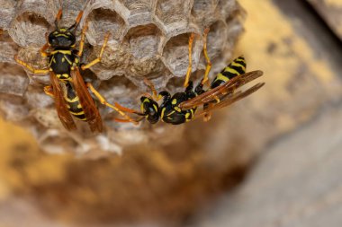 Avrupa eşekarısı (Vespula germanica) ahşap çatı katında yeni bir koloni kurmak için yuva inşa ediyor. seçici odaklı makro çekim