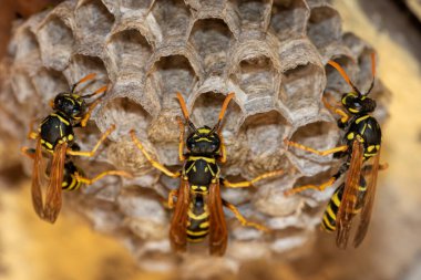 Avrupa eşekarısı (Vespula germanica) ahşap çatı katında yeni bir koloni kurmak için yuva inşa ediyor. seçici odaklı makro çekim