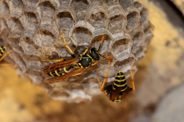 Avrupa eşekarısı (Vespula germanica) ahşap çatı katında yeni bir koloni kurmak için yuva inşa ediyor. seçici odaklı makro çekim