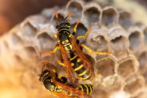 Avrupa eşekarısı (Vespula germanica) ahşap çatı katında yeni bir koloni kurmak için yuva inşa ediyor. seçici odaklı makro çekim