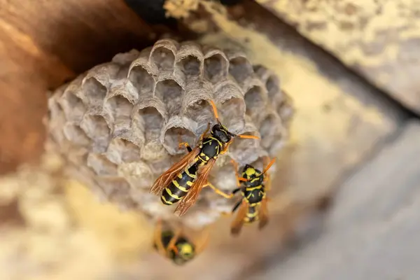 Avrupa eşekarısı (Vespula germanica) ahşap çatı katında yeni bir koloni kurmak için yuva inşa ediyor. seçici odaklı makro çekim