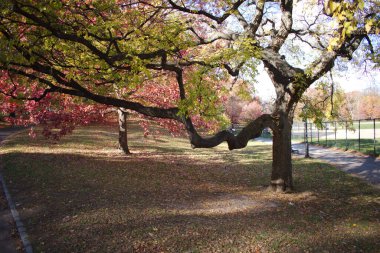 Çiçek Merdivenleri Pumpinkon açık havada