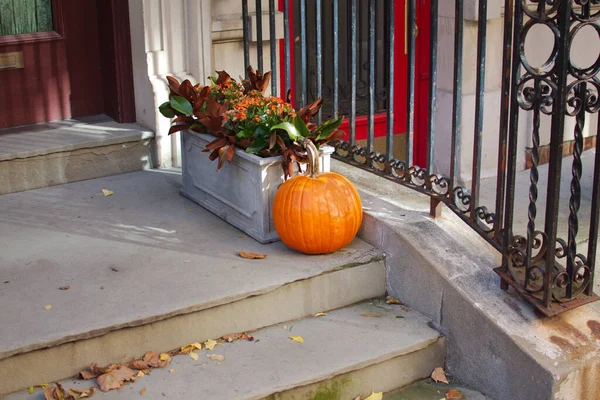 stock image Flower Stairs Pumpinkon outdoor