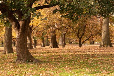 Çiçek Merdivenleri Pumpinkon açık havada