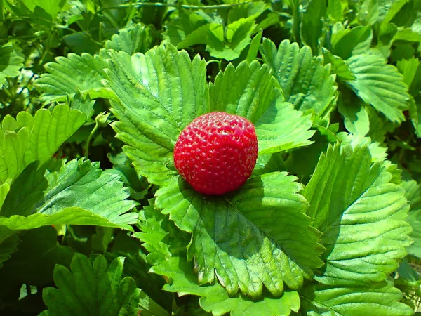Καλλιέργεια Φράουλας Στον Κήπο — Φωτογραφία Αρχείου