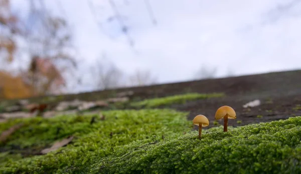 Cogumelos Separados Musgo Telhado — Fotografia de Stock