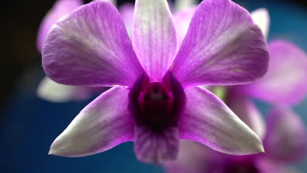 Color Changing White Pink Orchid — Vídeo de stock