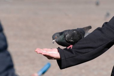 bir kolda oturan güvercin (sürüm 6)