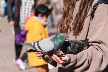 bir kolda oturan güvercin (sürüm 5)