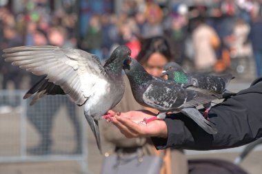 bir kolda oturan güvercin (sürüm 2)