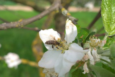 Arı elma ağacında